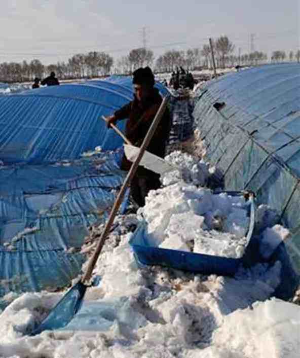黑龙江龙江县极端大雪影响农业生产，全县三千多人参与清雪保春耕！