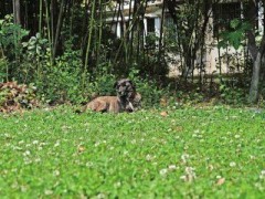 主人回国小狗小区里苦等三年 宠物犬变流浪犬 西安版忠犬八公