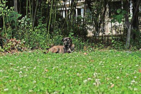 主人回国小狗小区里苦等三年 宠物犬变流浪犬 西安版忠犬八公