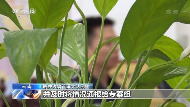 腾冲边境毒贩撞车逃逸警方鸣枪！现实版《扫毒》民警将3名嫌疑人抓获