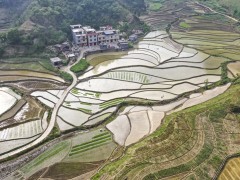 广西南丹县农民抢农时、忙插秧，为粮食丰收打基础！
