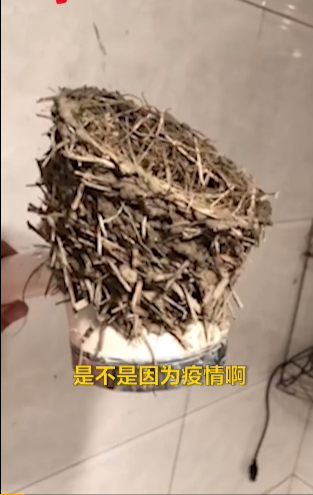 燕子在浴室花洒筑巢！网友调侃：不见主人来洗澡，只见燕子已归巢！