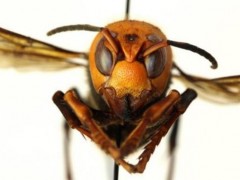 美国首次发现“杀手大黄蜂”！专家说被亚洲大黄蜂刺中会导致人类死