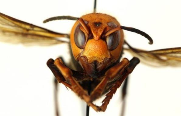 美国首次发现“杀手大黄蜂”！专家说被亚洲大黄蜂刺中会导致人类死亡
