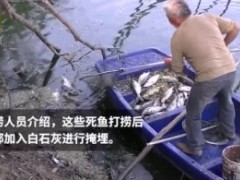 郑州高温致公园大量鱼死亡！昼夜温差大水下缺氧导致这么多鱼死亡！