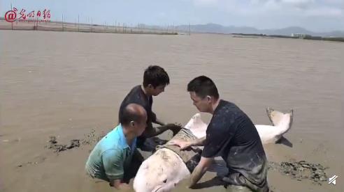 一头中华白海豚成功脱困！民警与当地保护区共同组建救援团队！