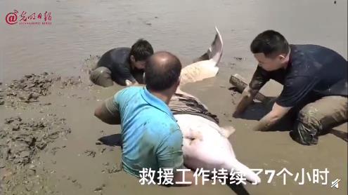 一头中华白海豚成功脱困！民警与当地保护区共同组建救援团队！