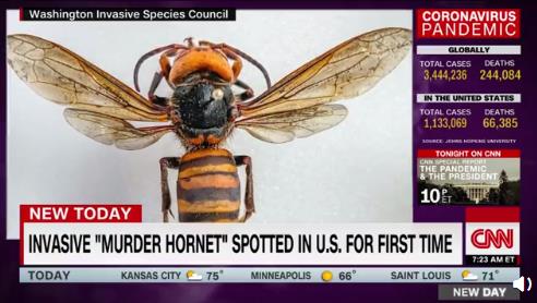 美国遭杀人蜂入侵！杀人蜂蛰刺能造成心脏骤停和过敏性休克！