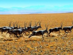 590只藏羚羊向可可西里腹地进发迁徙产仔 迁徙原因至今仍是未解之谜