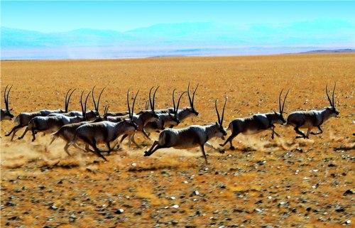 590只藏羚羊向可可西里腹地进发迁徙产仔 迁徙原因至今仍是未解之谜