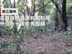 少年闰土里的猹首次被红外相机记录 野生狗獾被称为是鲁迅笔下的＂猹