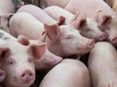 农发行江苏东台市支行投放4000万元生猪产业贷款支持企业农副产品