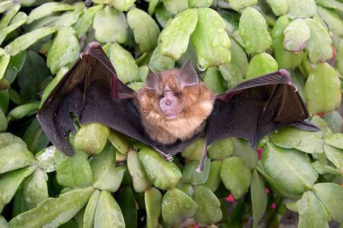 石正丽新研究:需持续监控蝙蝠 中华菊头蝠是SARS病毒的宿主