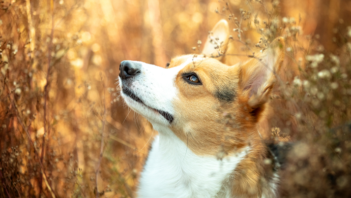 吉林四平拟禁养中华田园犬！《四平市禁养犬名单》有哪些犬是禁养的？