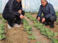 陈锋胜和强书平两人让所有村都富了！现有贫困户全部脱贫了！