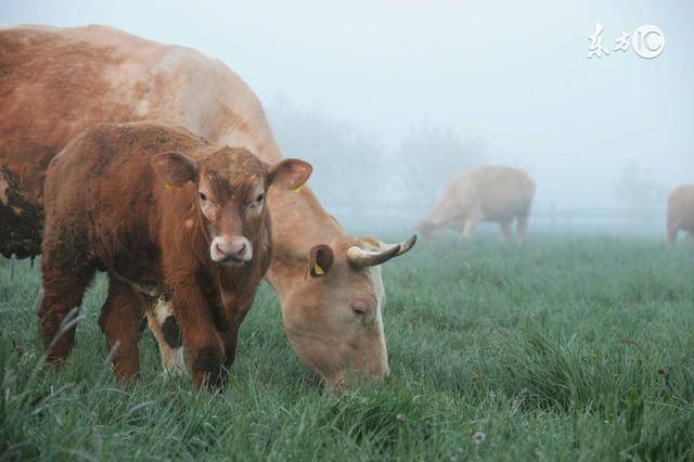养牛用什么配方牛才肥？肉牛育肥的饲喂技能，肉牛育肥的方法！