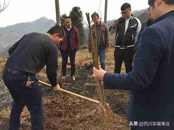 李子树苗怎么种植技术！李子树苗怎么栽种植？怎么种长得好？