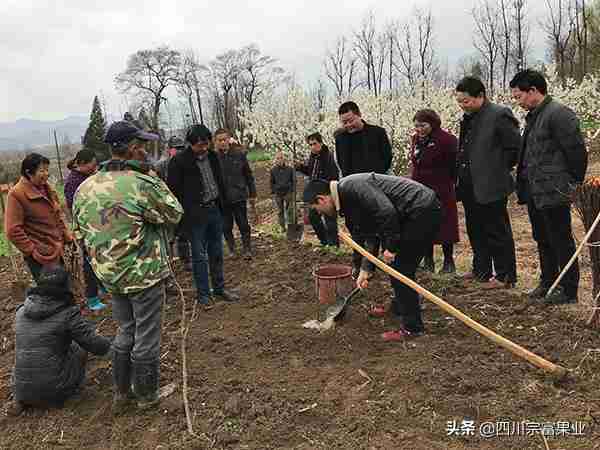 李子树苗怎么种植技术！李子树苗怎么栽种植？怎么种长得好？