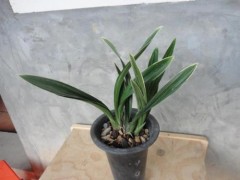 达摩冠兰花怎么种植好？达摩兰花怎么养？