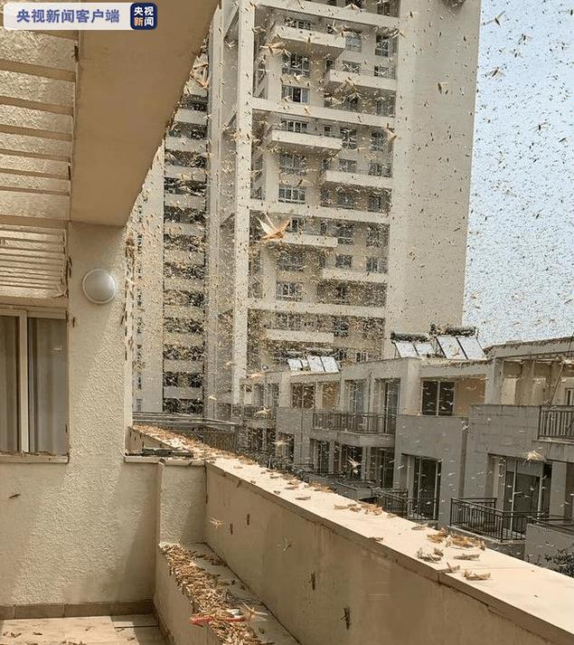 印度首都多地出现大量蝗虫群！2020年蝗虫会到中国吗？蝗灾最新进展！