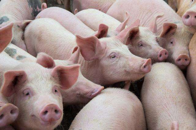 巴西发现猪流感新变种已有人感染！猪流感怎么治疗最有效？