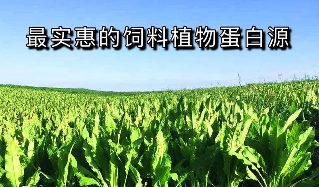 “无抗”饲料变革，燃爆“替抗”产业百亿级需求