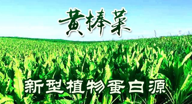 “无抗”饲料变革，燃爆“替抗”产业百亿级需求