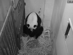 旅美大熊猫美香产下幼崽！熊猫从怀胎到生产要几个月？为什么难存活？