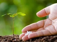 氮肥是什么肥料做成？教你自制花卉氮肥方法
