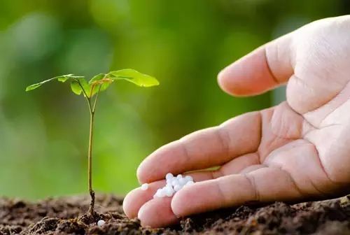 氮肥是什么肥料做成？教你自制花卉氮肥方法
