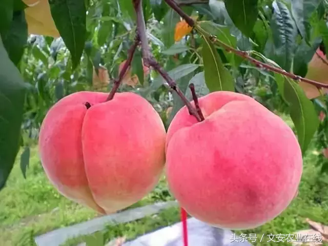 钾肥什么时候上桃树？桃树施肥的正确方法