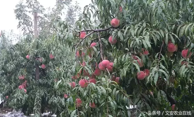 钾肥什么时候上桃树？桃树施肥的正确方法