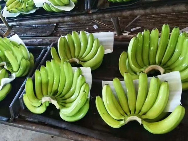 香蕉如何催熟，香蕉催熟需要哪些条件？