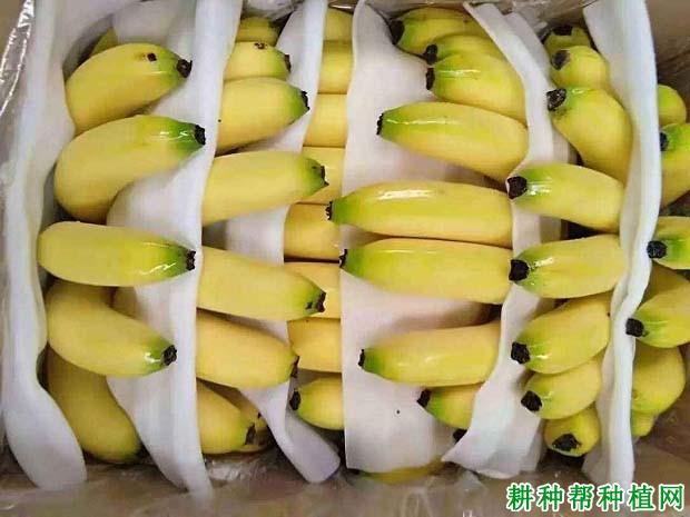 香蕉如何催熟，香蕉催熟需要哪些条件？
