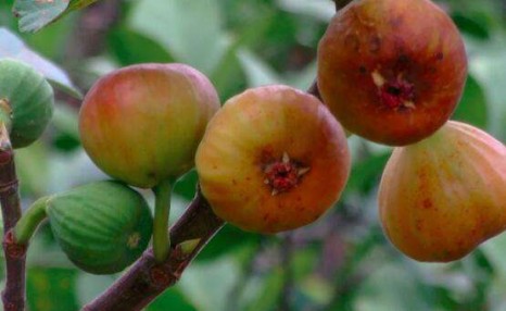 怎样种植无花果?无花果栽培关键技术及优良品种介绍
