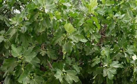 怎样种植无花果？无花果栽培关键技术及优良品种介绍