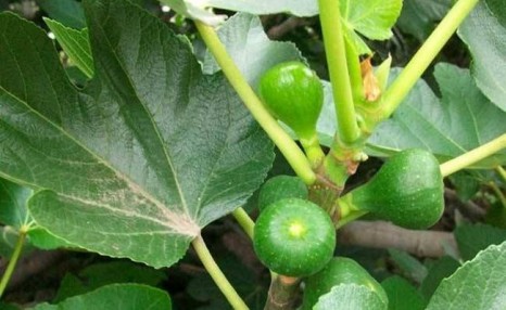 怎样种植无花果?无花果栽培关键技术及优良品种介绍