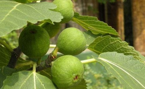 怎样种植无花果?无花果栽培关键技术及优良品种介绍