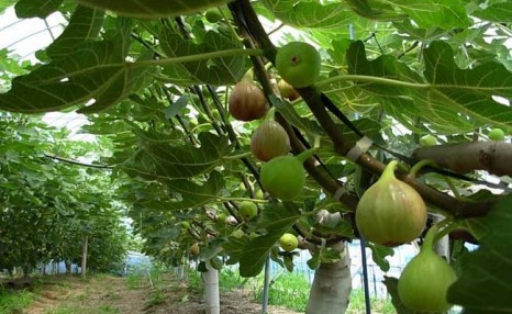 怎样种植无花果?无花果栽培关键技术及优良品种介绍