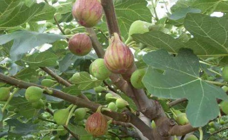 怎样种植无花果?无花果栽培关键技术及优良品种介绍