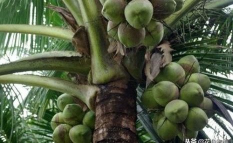椰子树-热带植物介绍