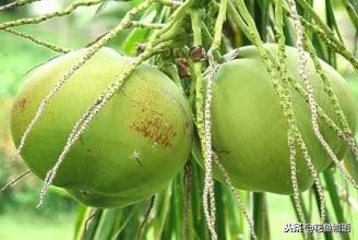 椰子树-热带植物介绍