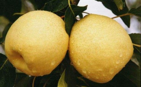减肥“神器”大盘点，不得不说的减肥食物：梨