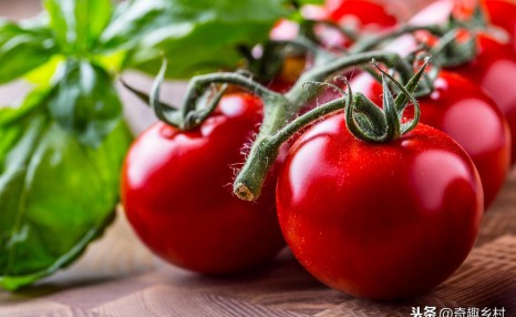 西红柿到底是水果还是蔬菜呢？你认为是哪种？
