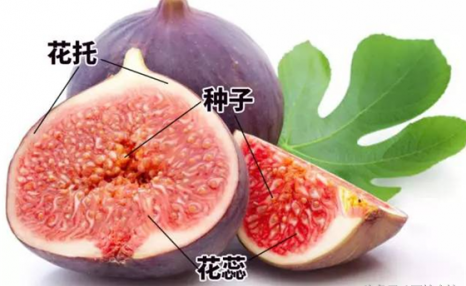 无花果真的是不开花的吗?我绝对不是最后一个知道的!