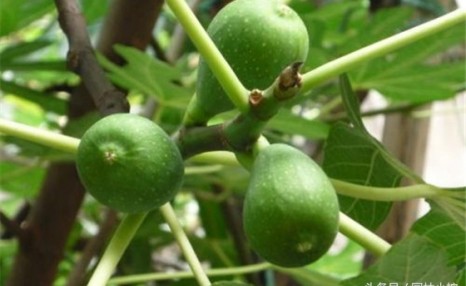 无花果真的是不开花的吗?我绝对不是最后一个知道的!