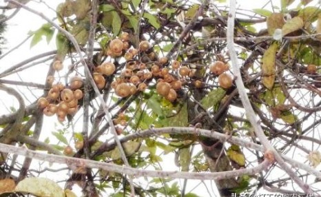 野生猕猴桃与人工种植大有区别，你能分的清吗？