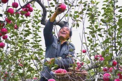 你知道苹果是哪个季节的水果吗?