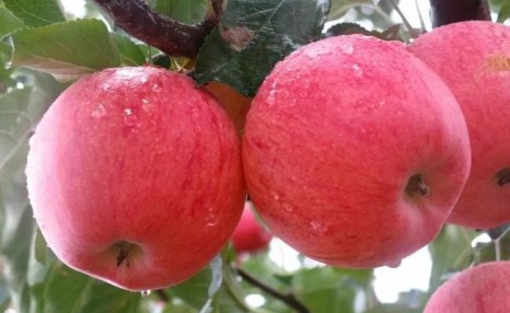 你知道苹果是哪个季节的水果吗？