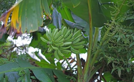 香蕉树和芭蕉树的区别，从这5点对比，你学会了吗？
